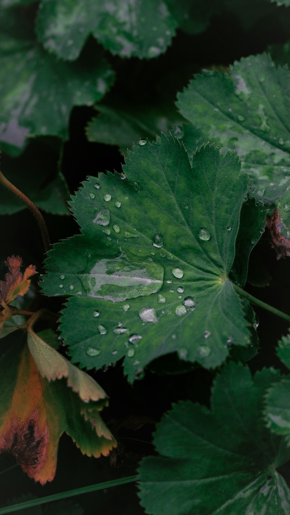 a green leaf with drops of water on it