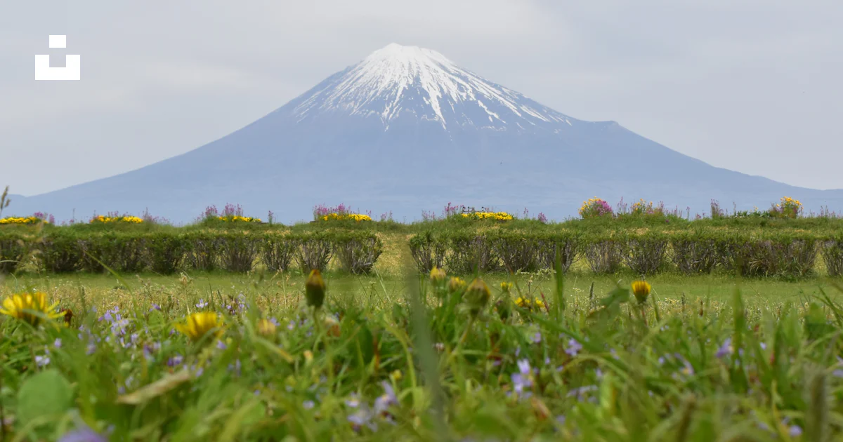 野の花が前景に咲く遠くの山の景色の写真 – Unsplashの富士の無料画像