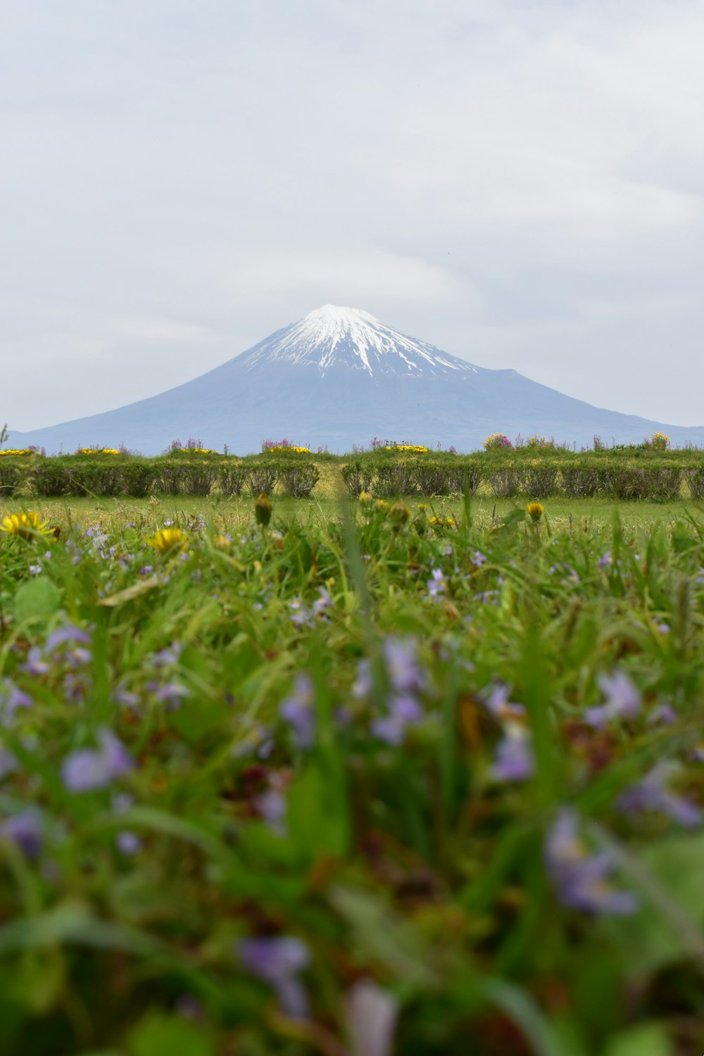 a view of a mountain in the distance with wildflowers in the foreground