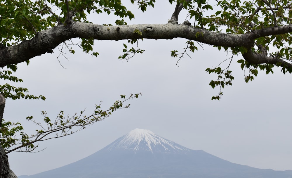 a view of a snow capped mountain through the branches of a tree