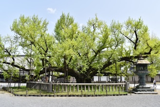 a large green tree in a park next to a fence