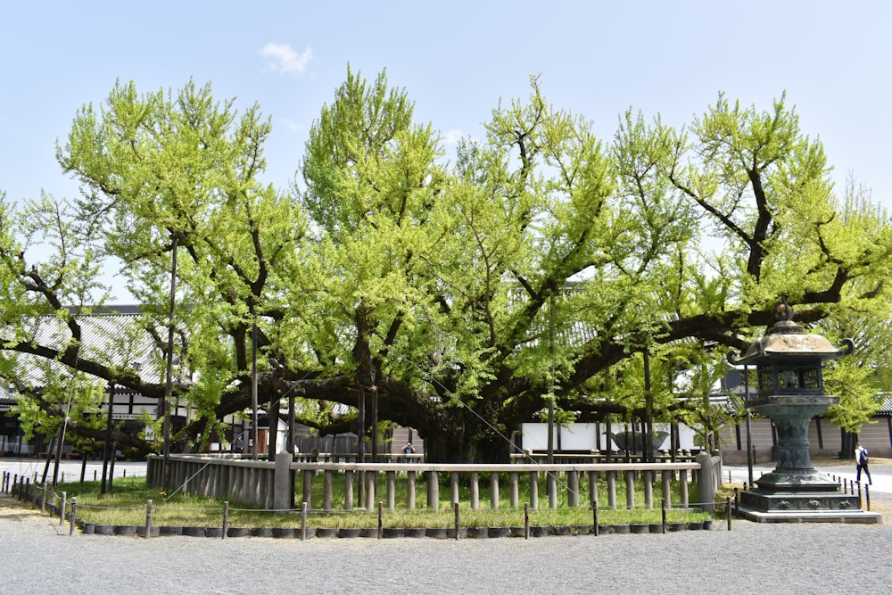 a large green tree in a park next to a fence