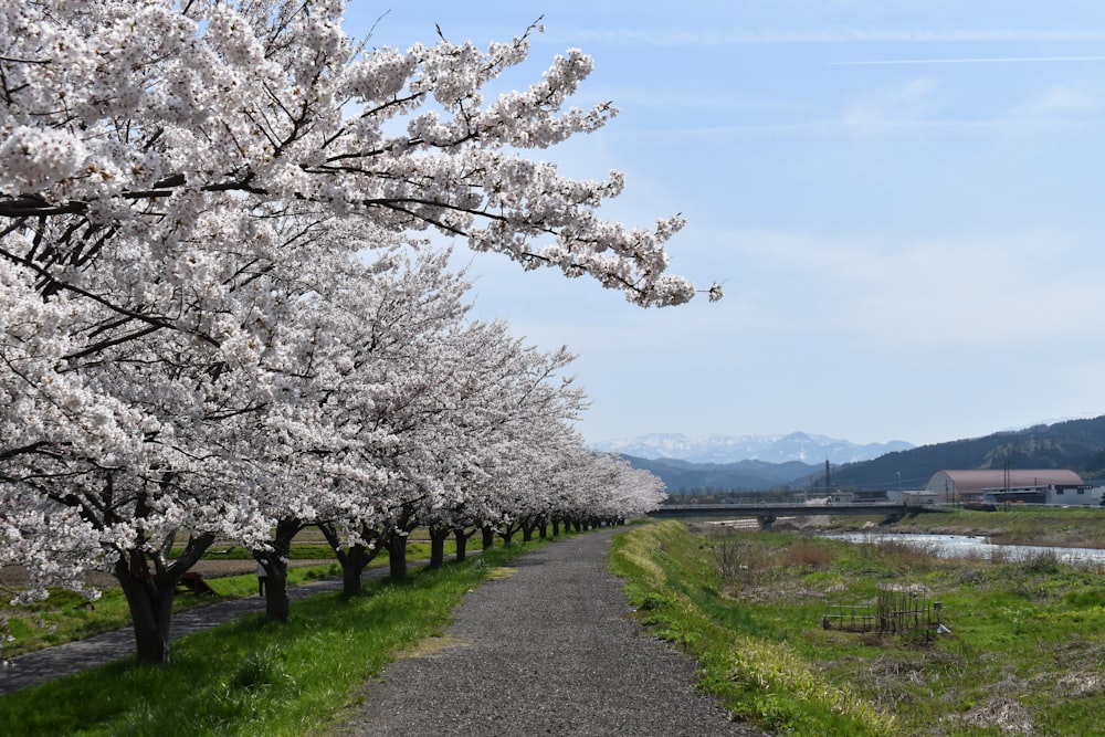 a path lined with blooming trees next to a river