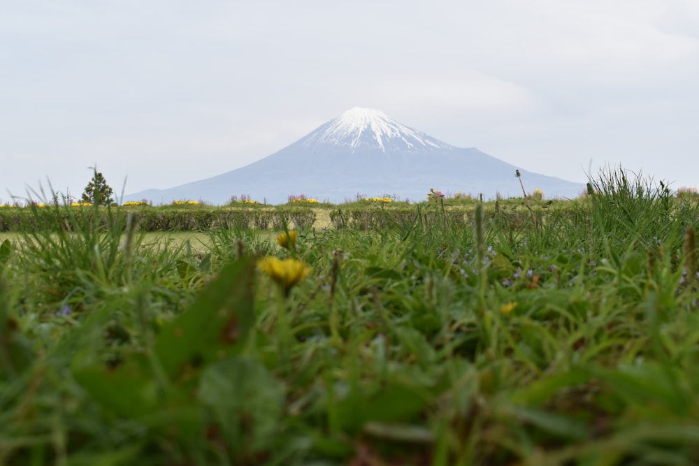 a field of grass with a mountain in the background