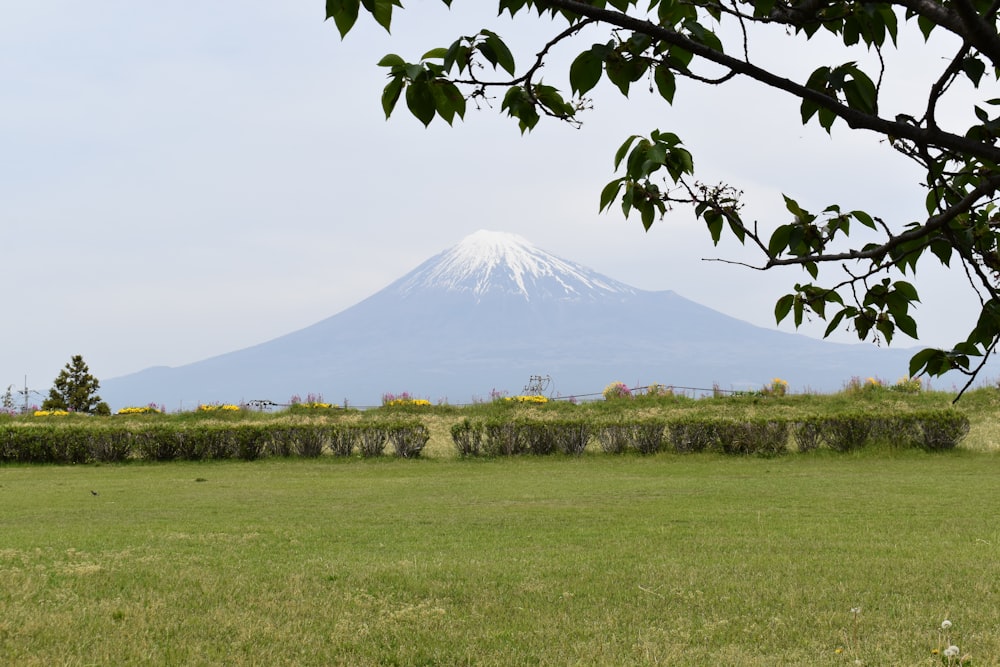 a field with a mountain in the background