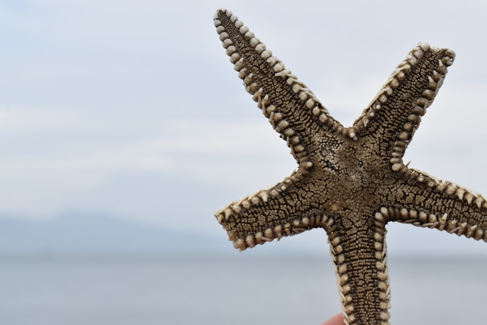 a person holding a starfish in front of a body of water