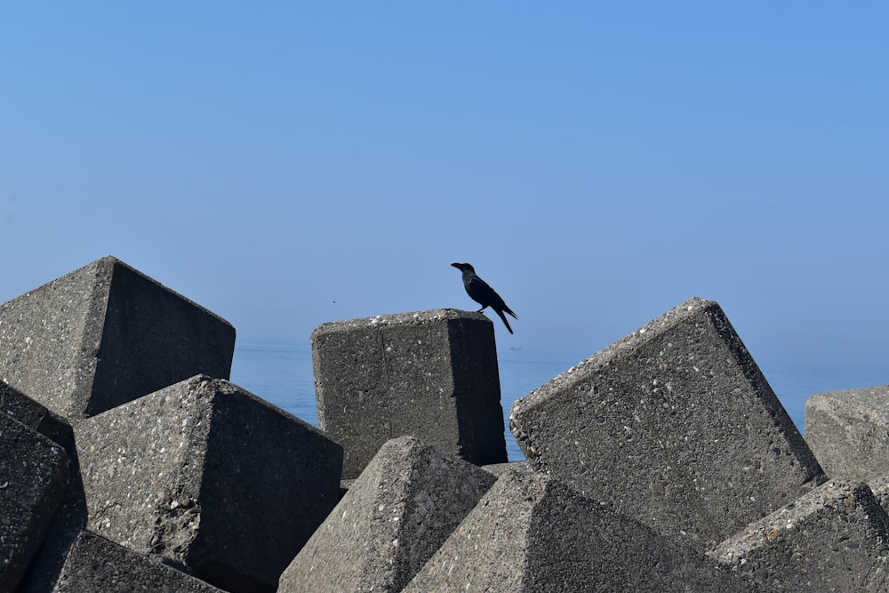 a black bird sitting on top of a pile of rocks