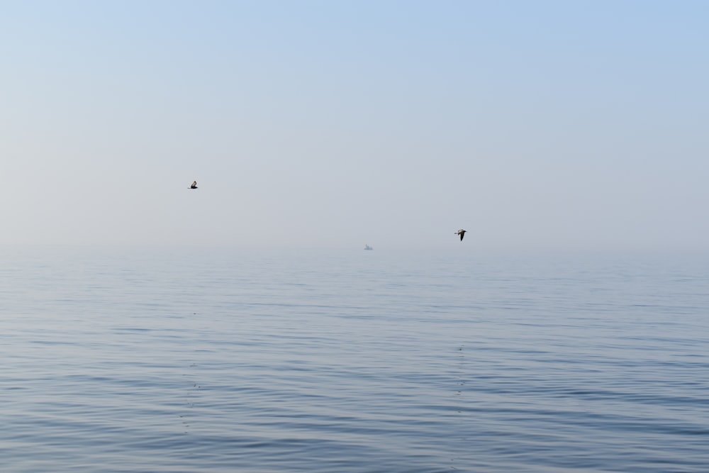 two birds flying over the ocean on a foggy day