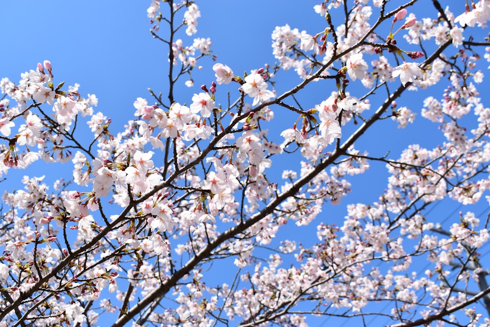 a tree with white flowers and blue sky in the background