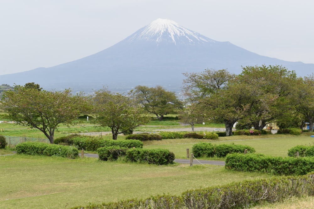 a field with a mountain in the background