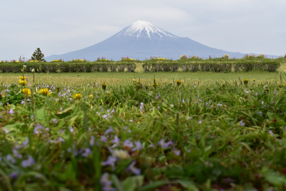 a field with flowers and a mountain in the background