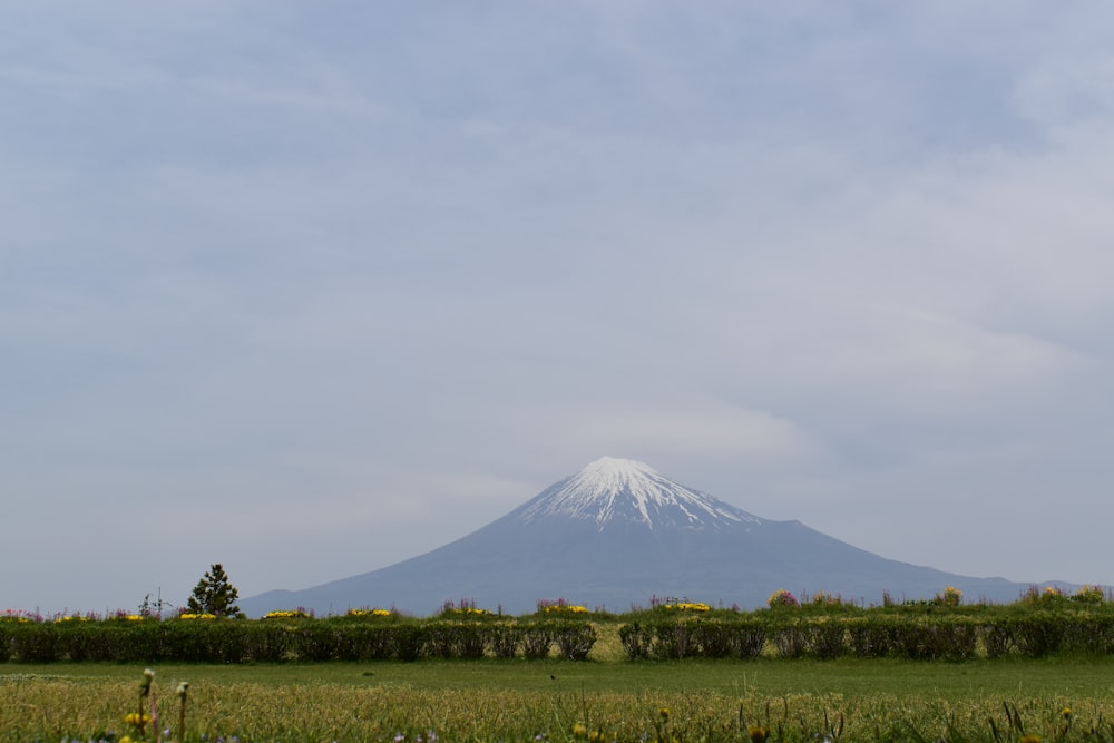 a snow covered mountain in the distance with a field of flowers in front of it