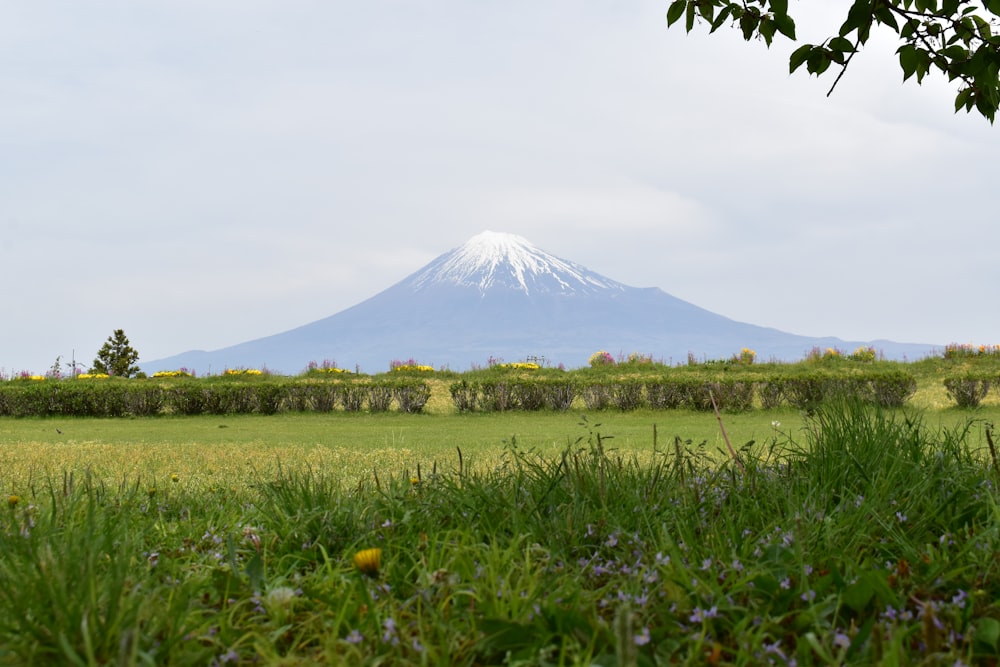 a field with a mountain in the background