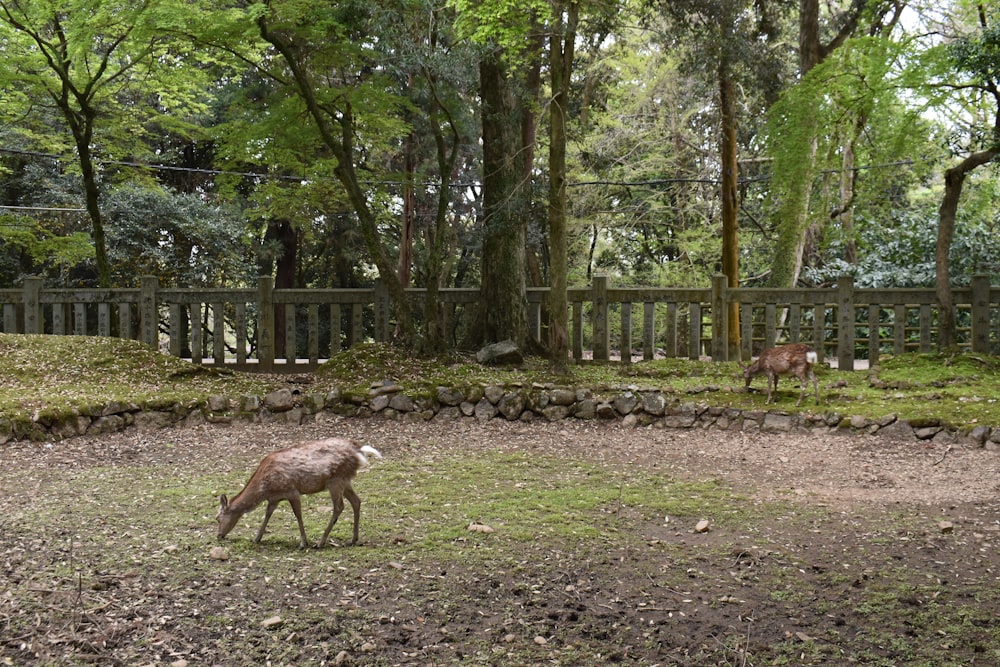 a deer grazing in a field next to a wooden fence