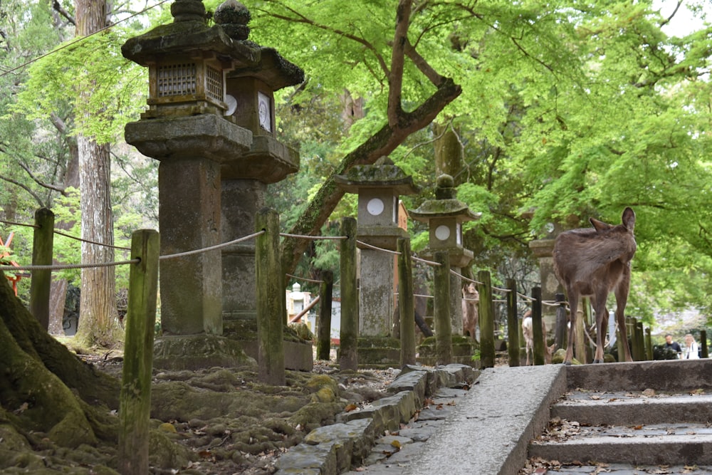 a deer is standing on the steps of a cemetery