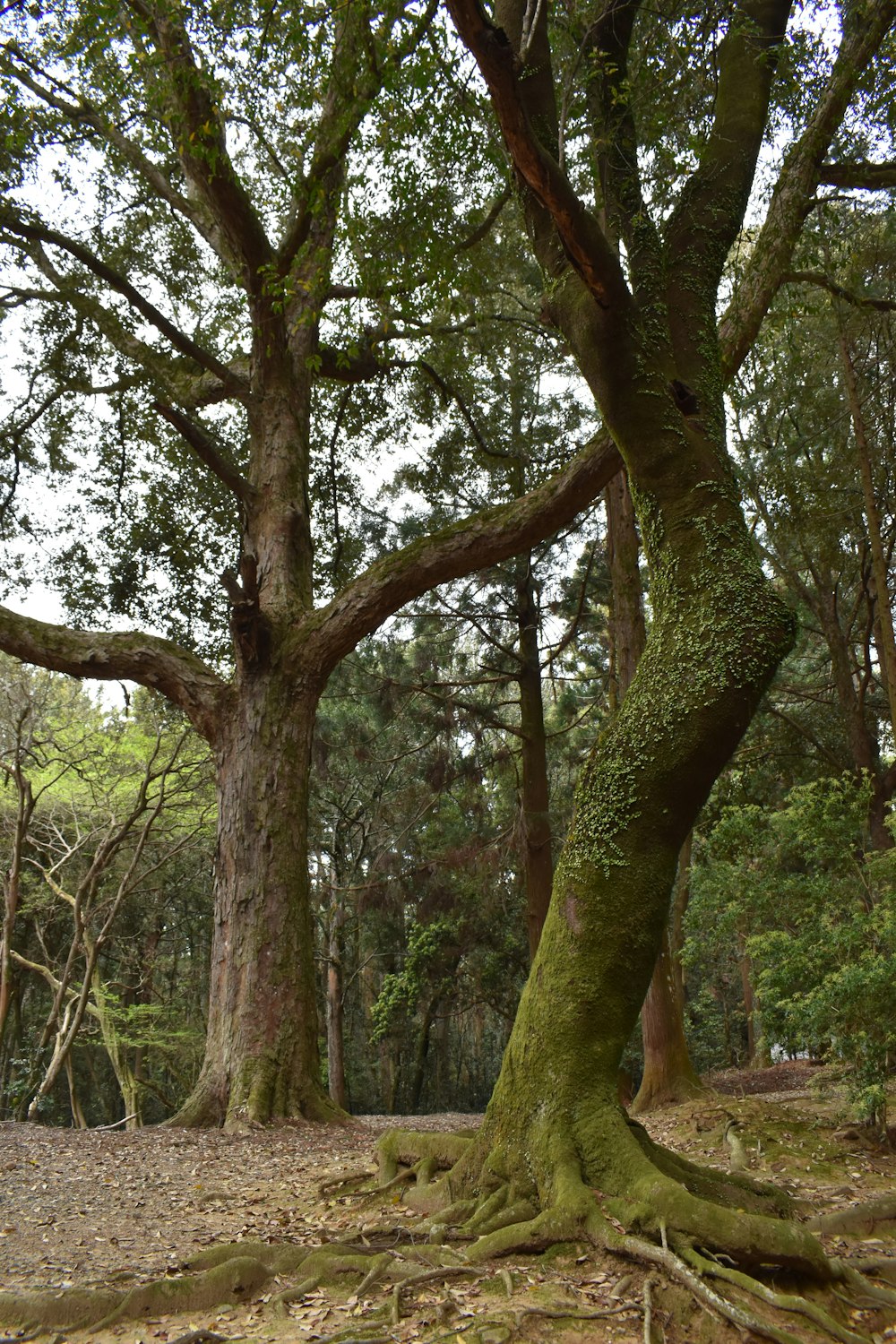 a large tree with very large roots in a forest