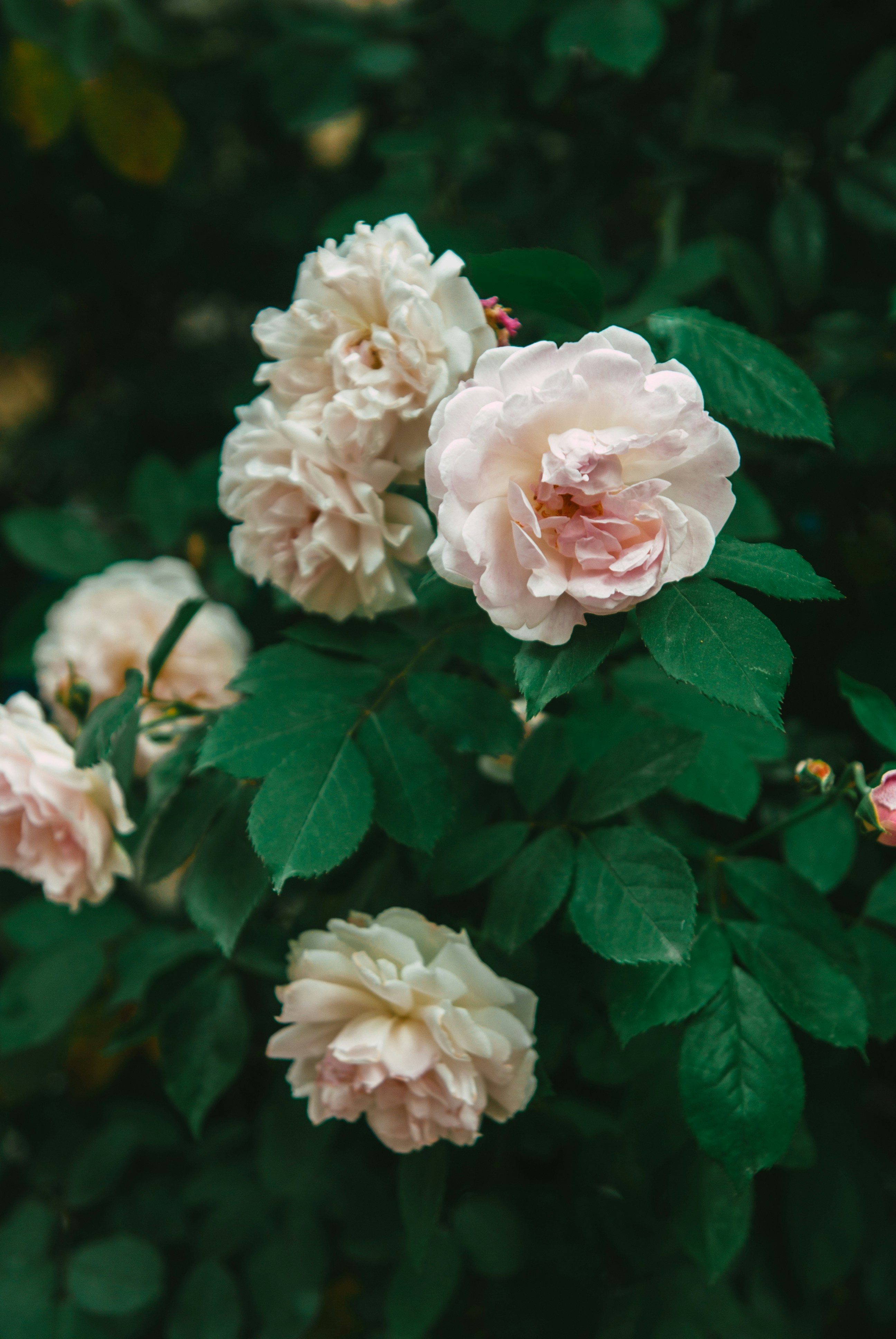 Photo by moonmoons_days