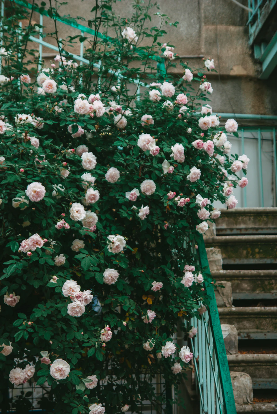 The image depicts a serene scene set against an urban backdrop. Dominating the frame is a large bush, lush with white and pink flowers that add a touch of nature's beauty to the cityscape. The bush is situated on a stone wall, which contrasts nicely with its vibrant blooms. A green railing can be seen in the background, providing a pop of color against the stone wall. In the foreground, there are stairs leading up to an unseen destination, adding depth and perspective to the image.