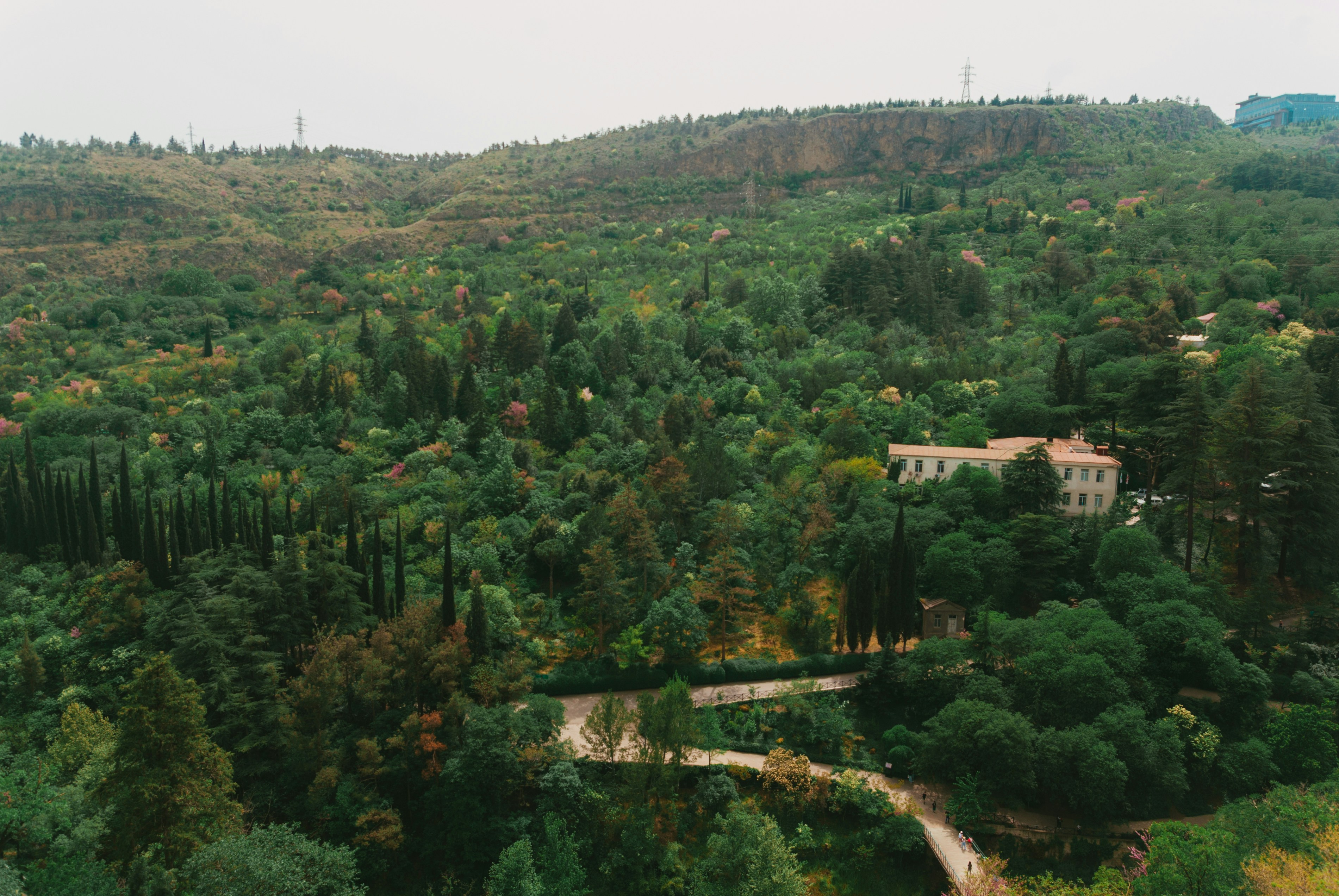 a lush green forest filled with lots of trees