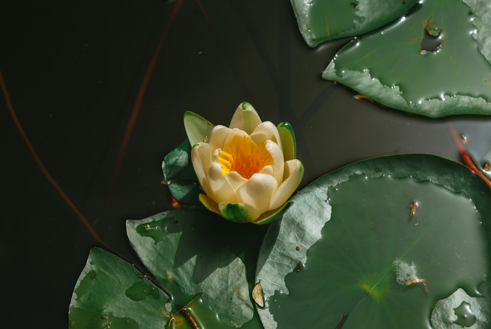a yellow and white flower sitting on top of green leaves