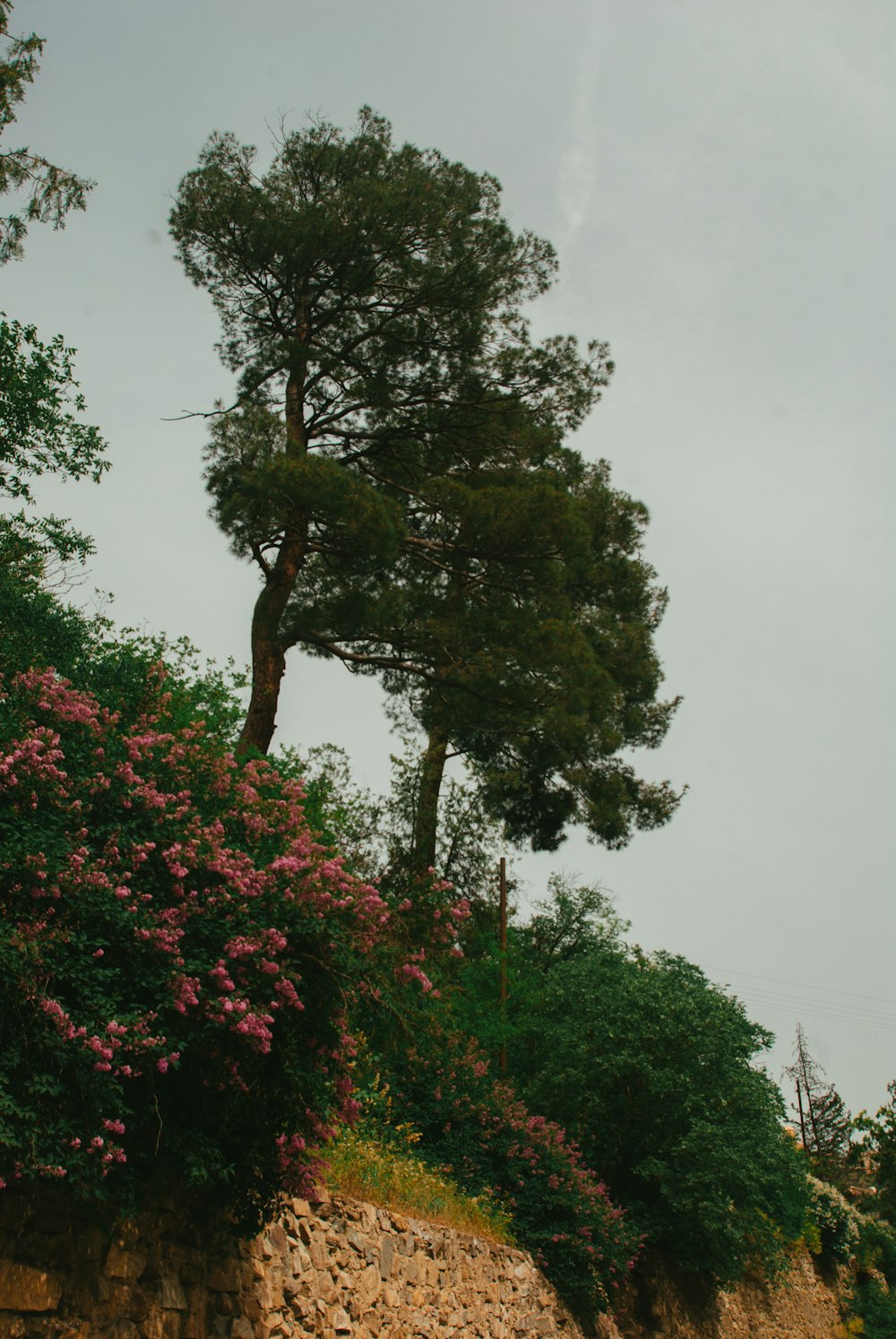 a couple of trees sitting on top of a lush green hillside