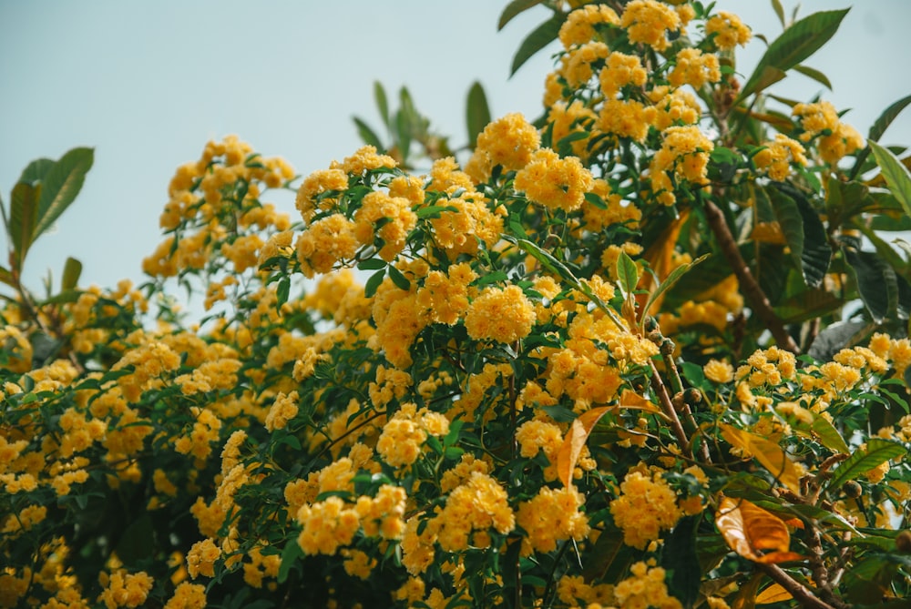 a tree with yellow flowers and green leaves