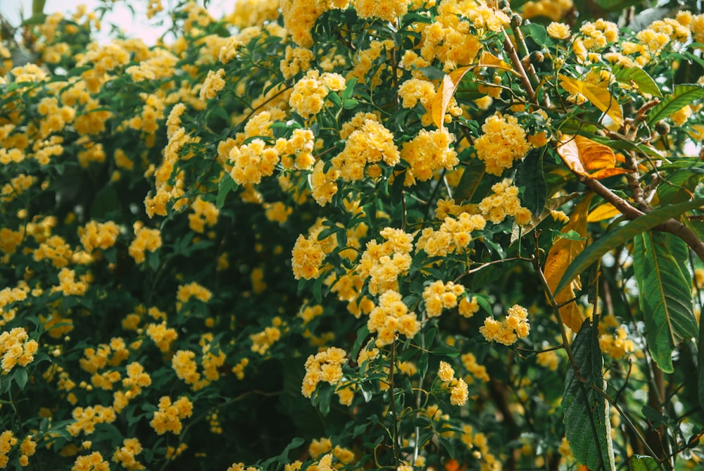 a bush of yellow flowers with green leaves