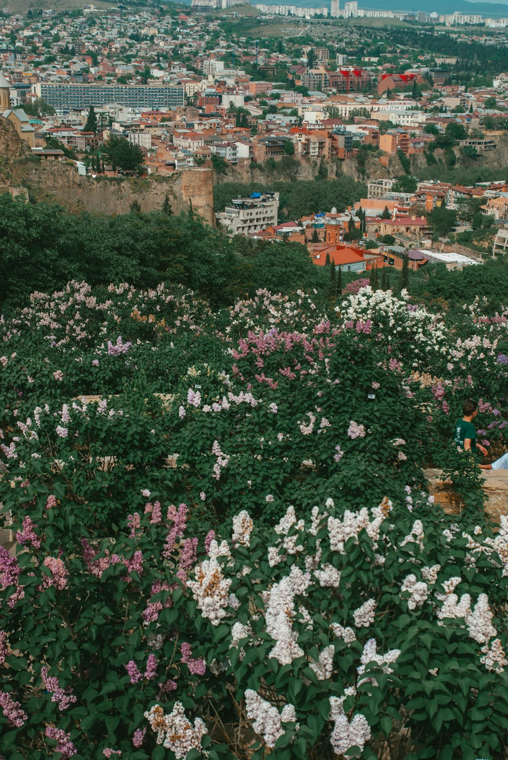 a view of a city from a hill covered in flowers