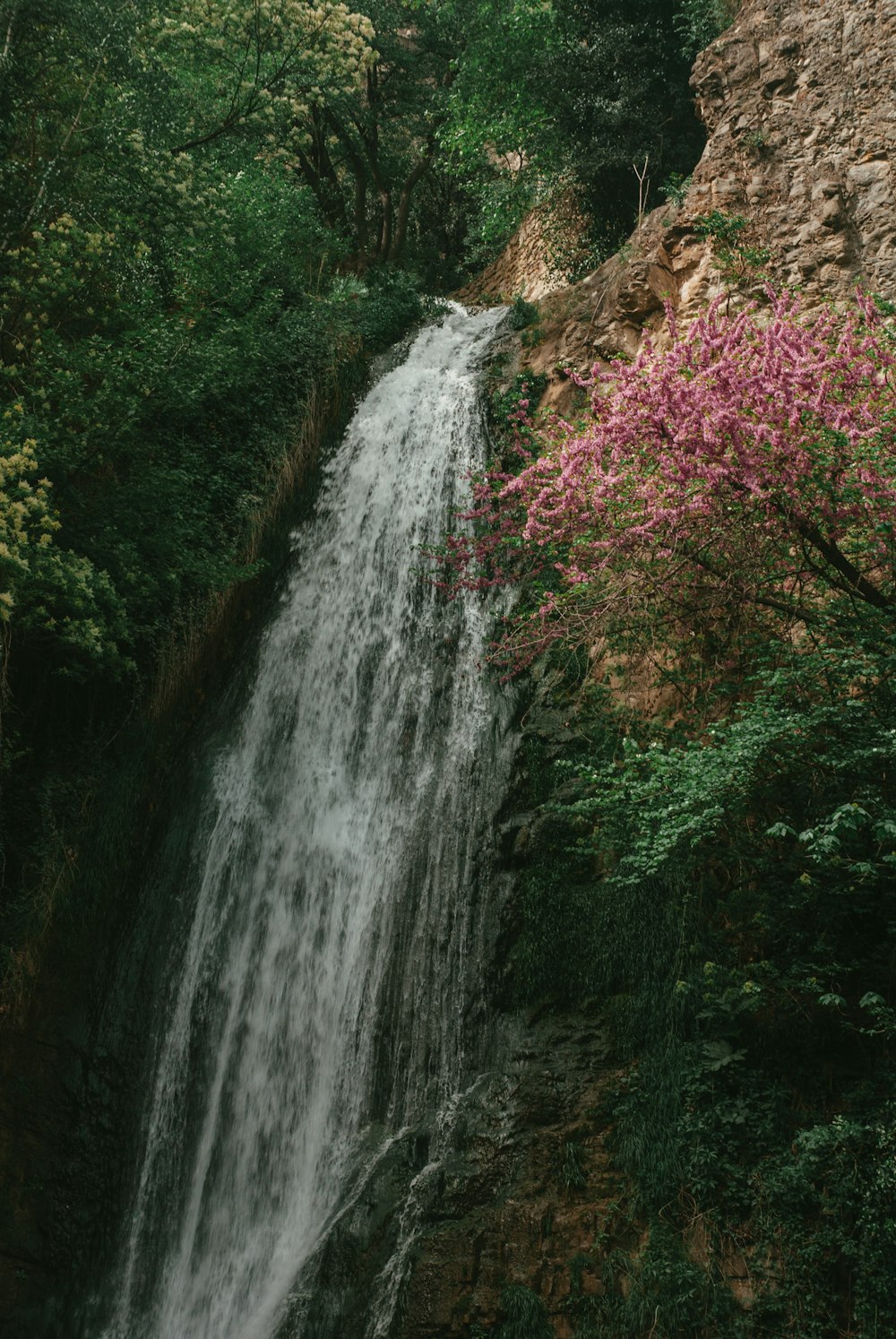 a waterfall with pink flowers in the foreground