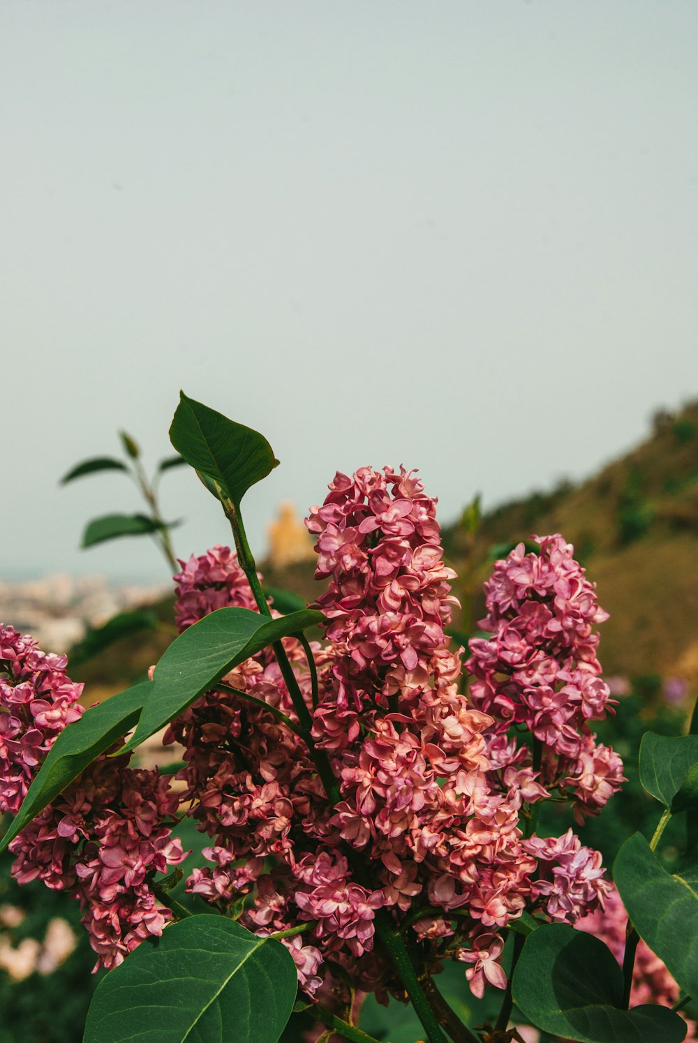 a bunch of flowers that are on a bush