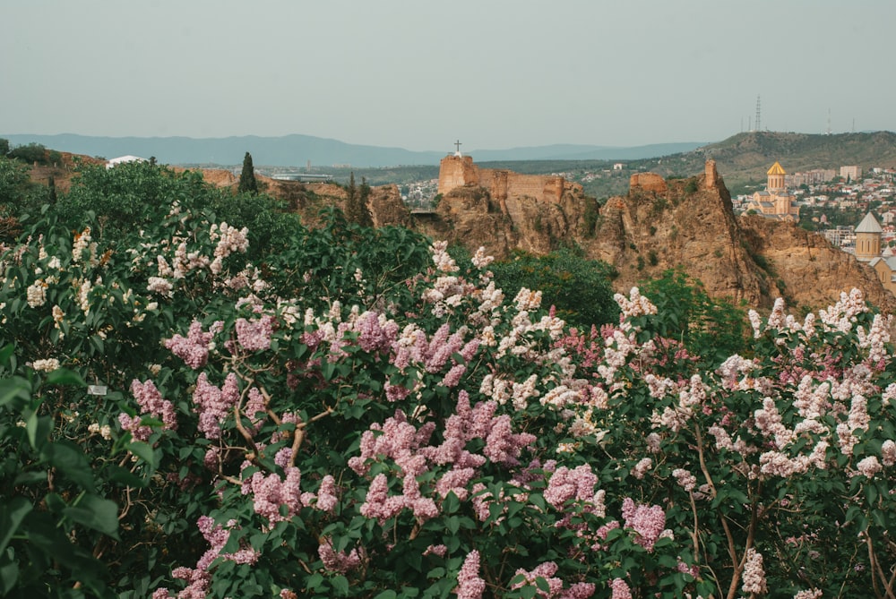 a field of flowers with a city in the background