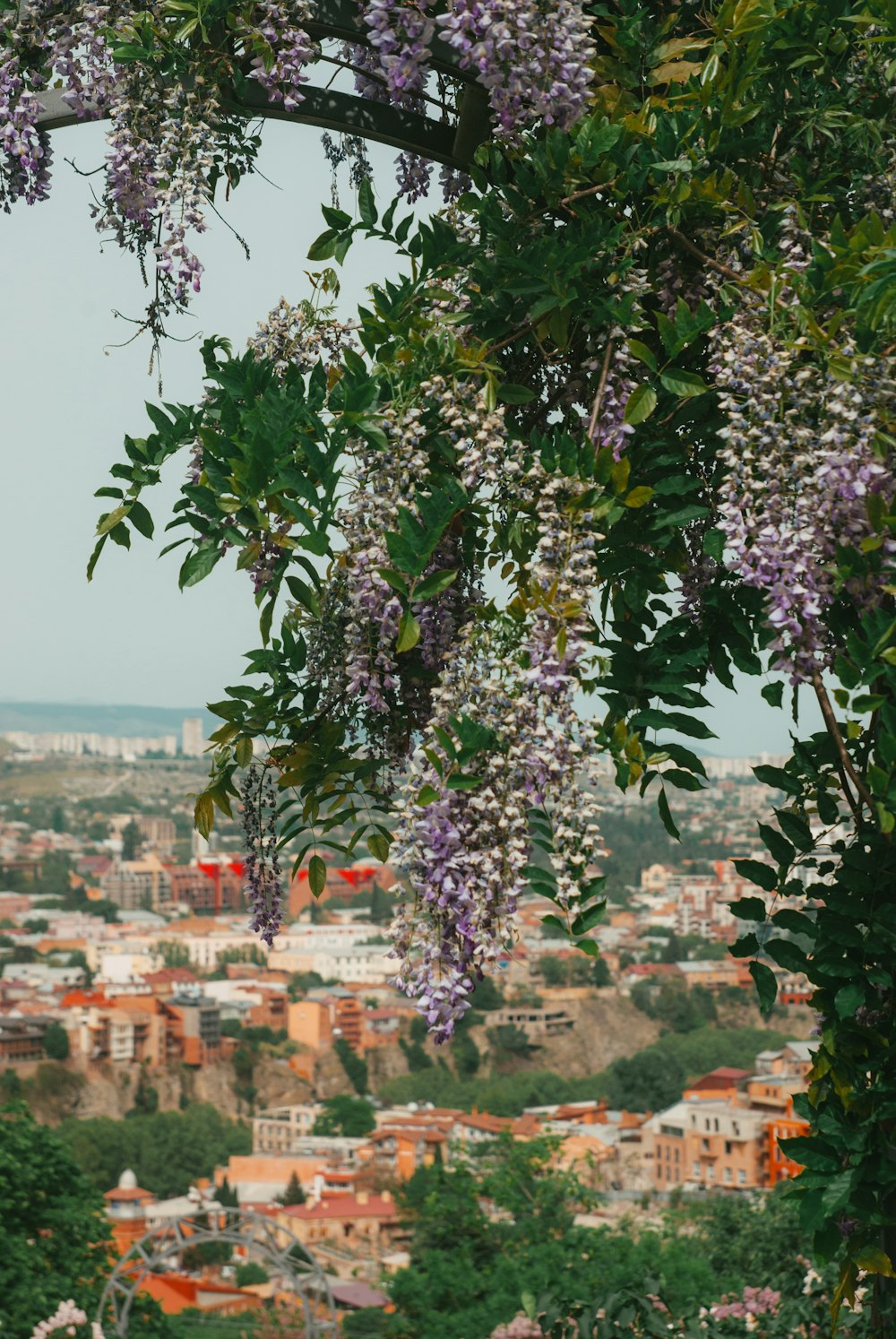 a view of a city with lots of purple flowers