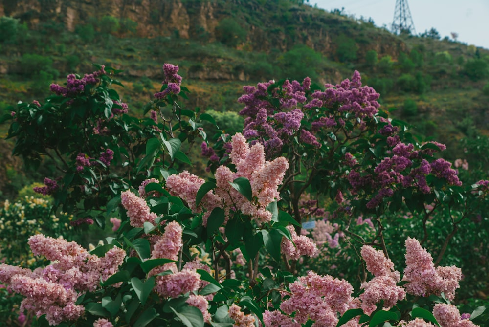a field of flowers with a hill in the background
