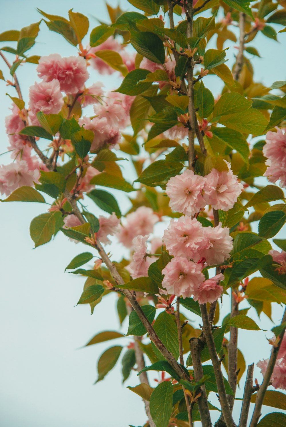 a tree with pink flowers and green leaves