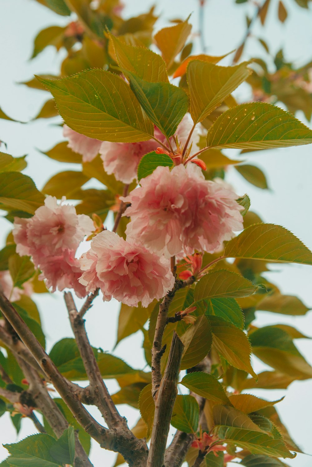 a tree with pink flowers and green leaves