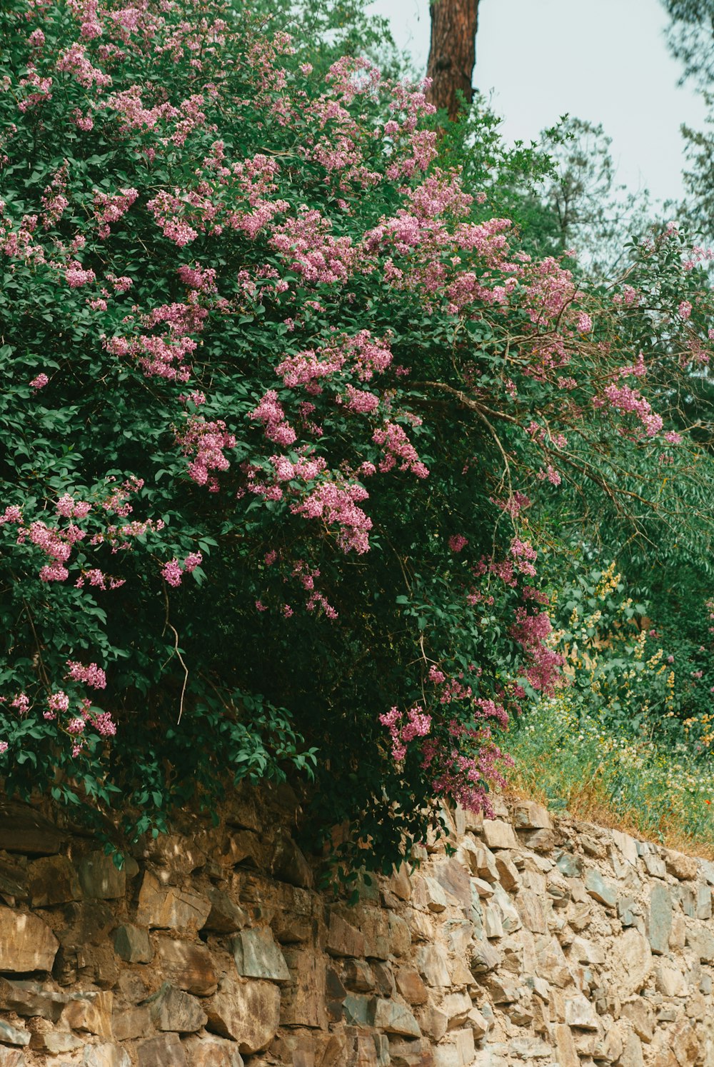 a stone wall with pink flowers growing on it