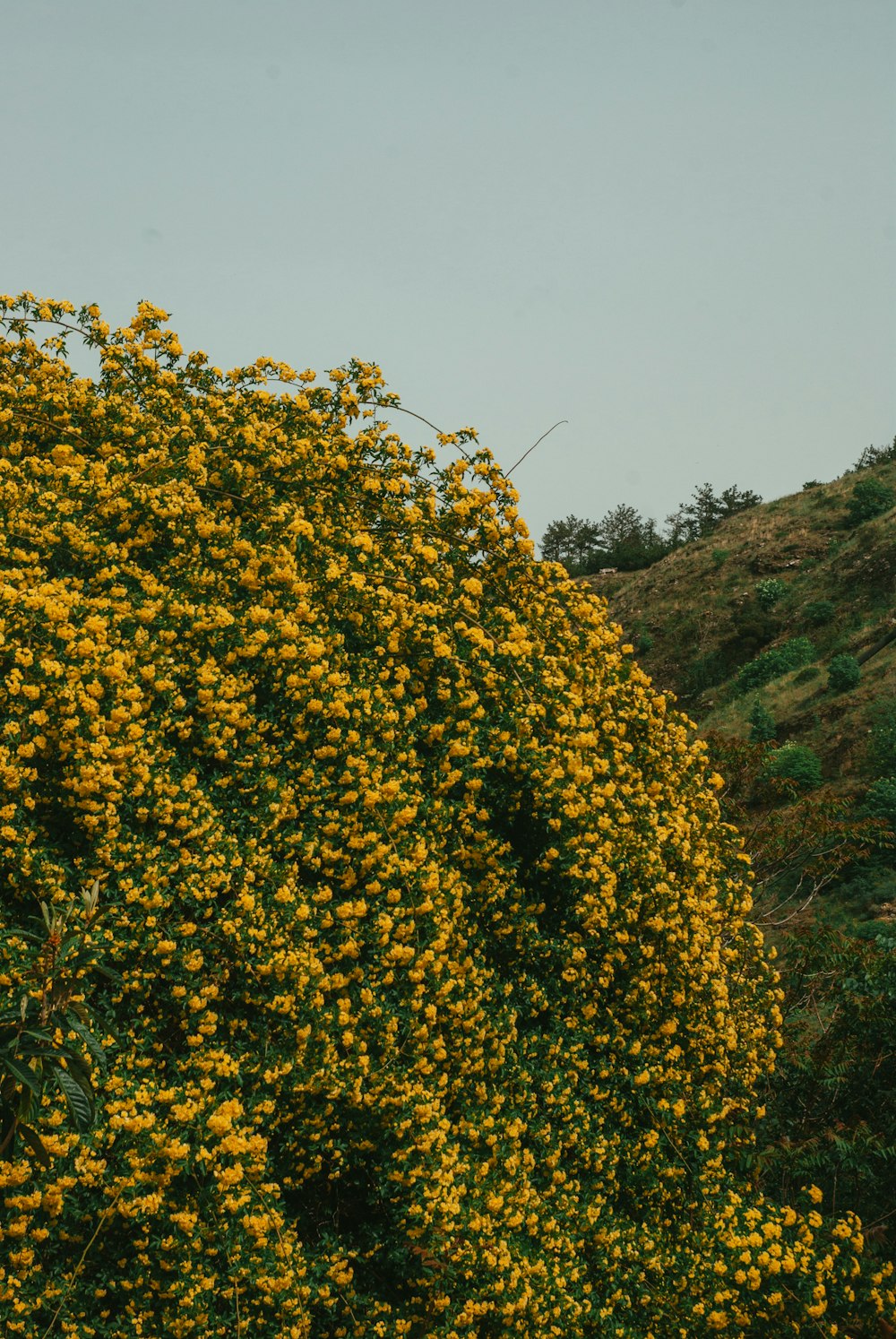 a large bush of yellow flowers on a hillside