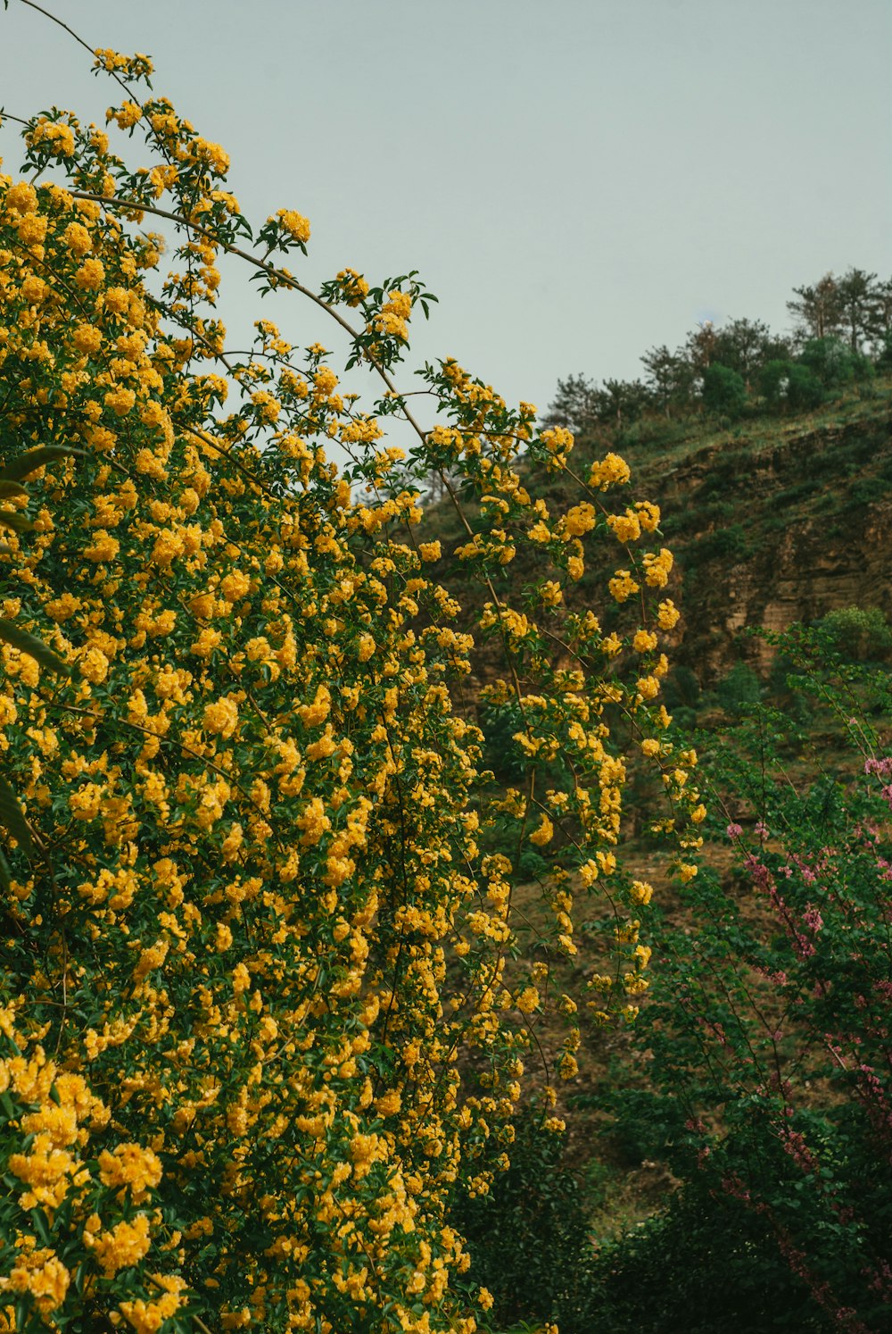 a bush with yellow flowers on it next to a hill