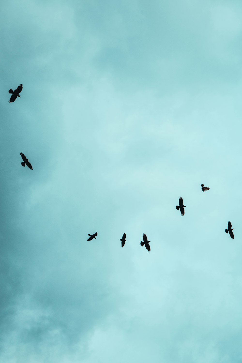 a flock of birds flying through a cloudy sky