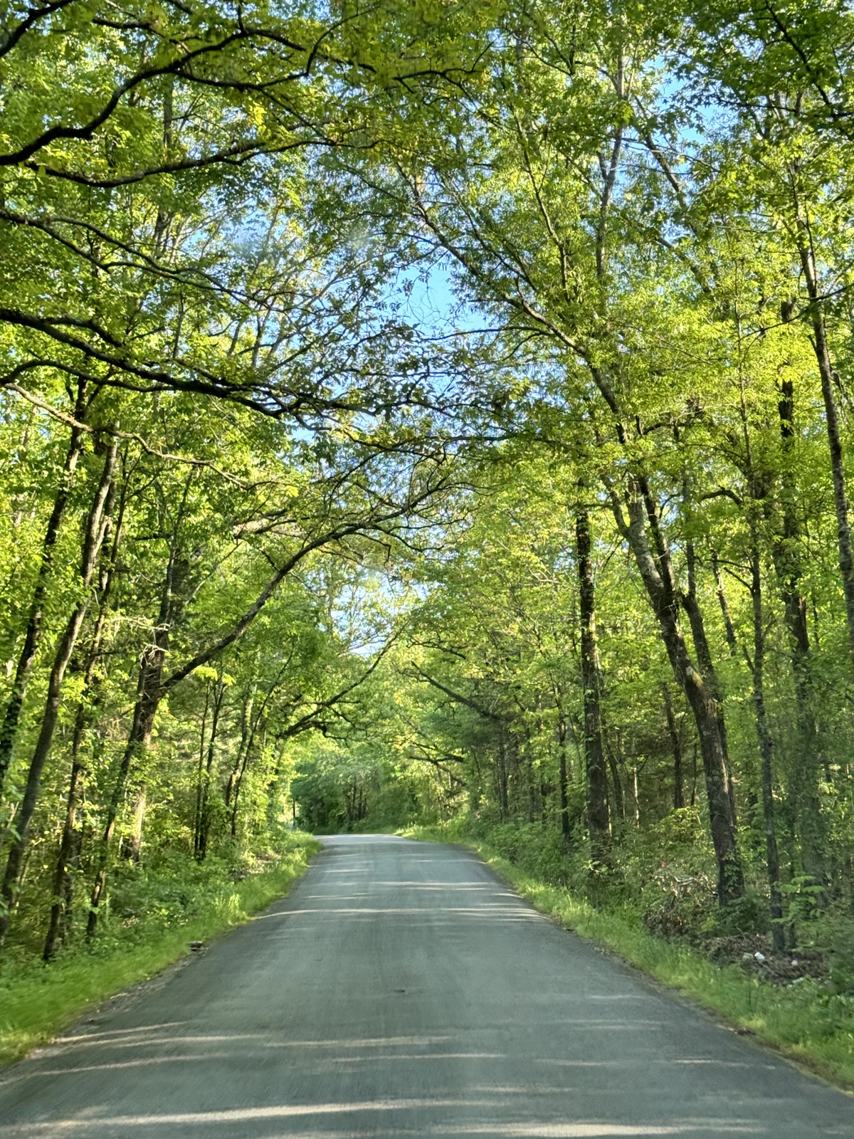 A paved country road under bright green spring trees in Arkansas