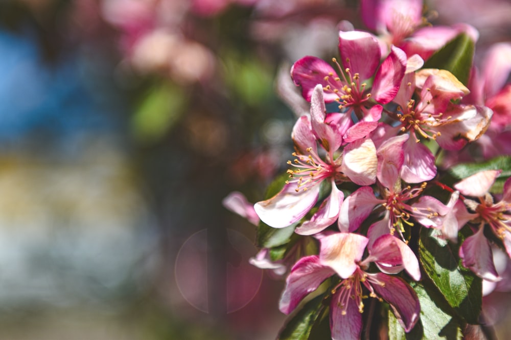 a close up of a bunch of pink flowers