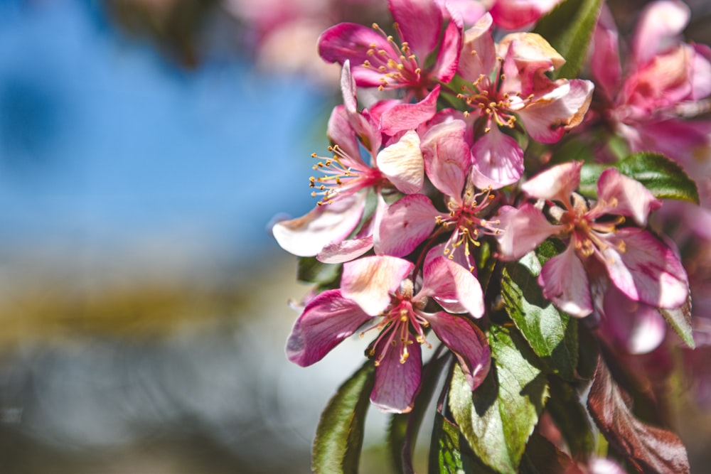 a bunch of pink flowers on a tree