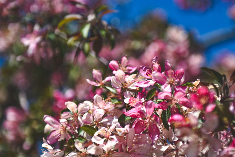 a bunch of pink flowers that are on a tree