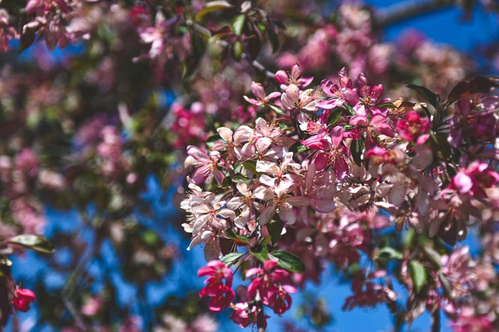 a tree filled with lots of pink flowers