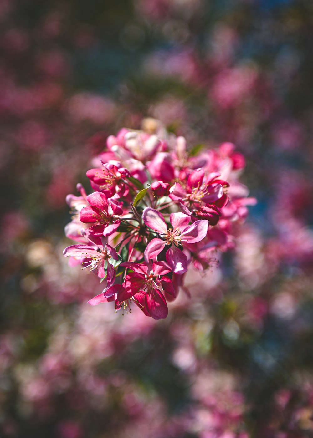 a bunch of pink flowers that are in the air