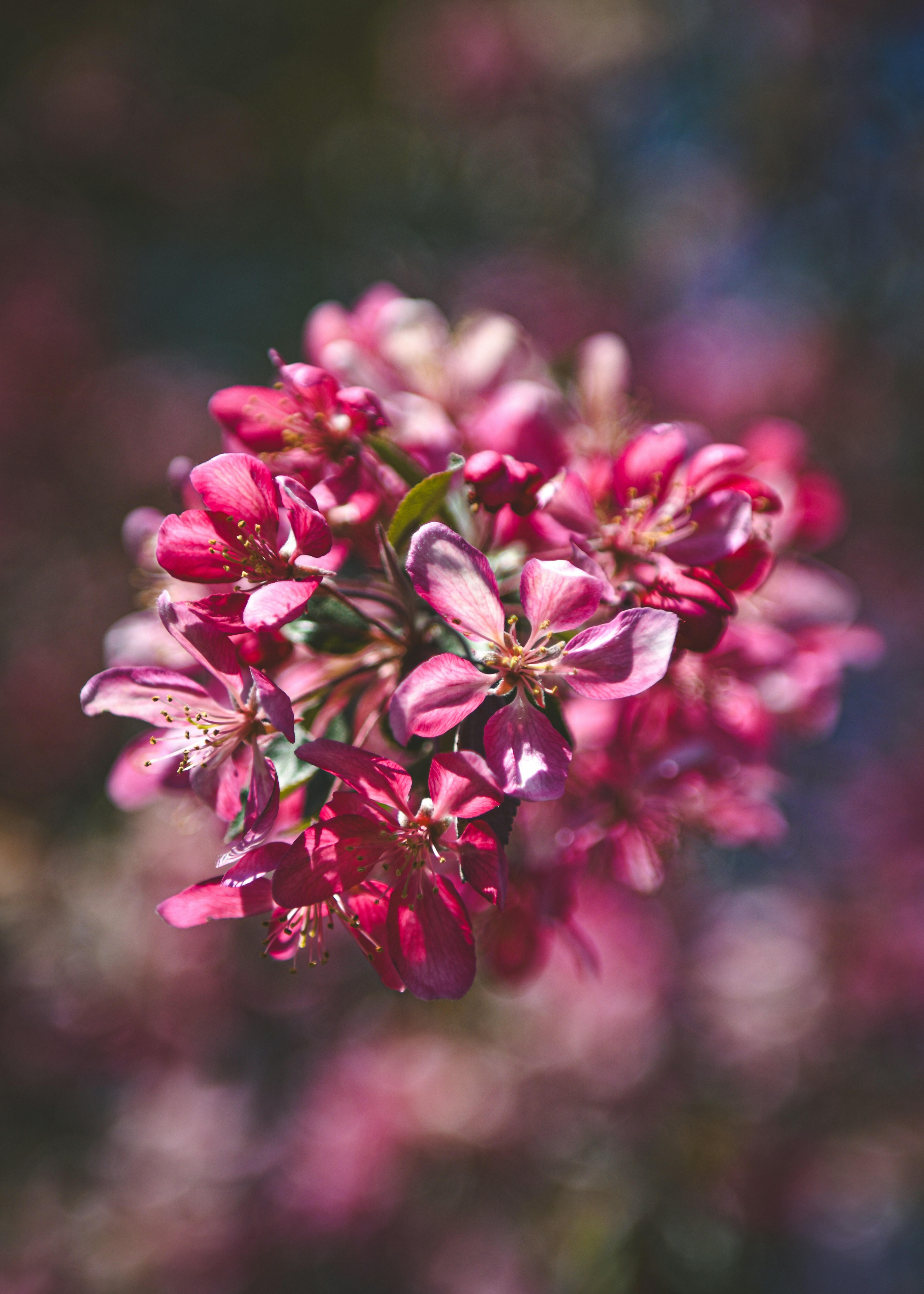Photo by freefolkphoto