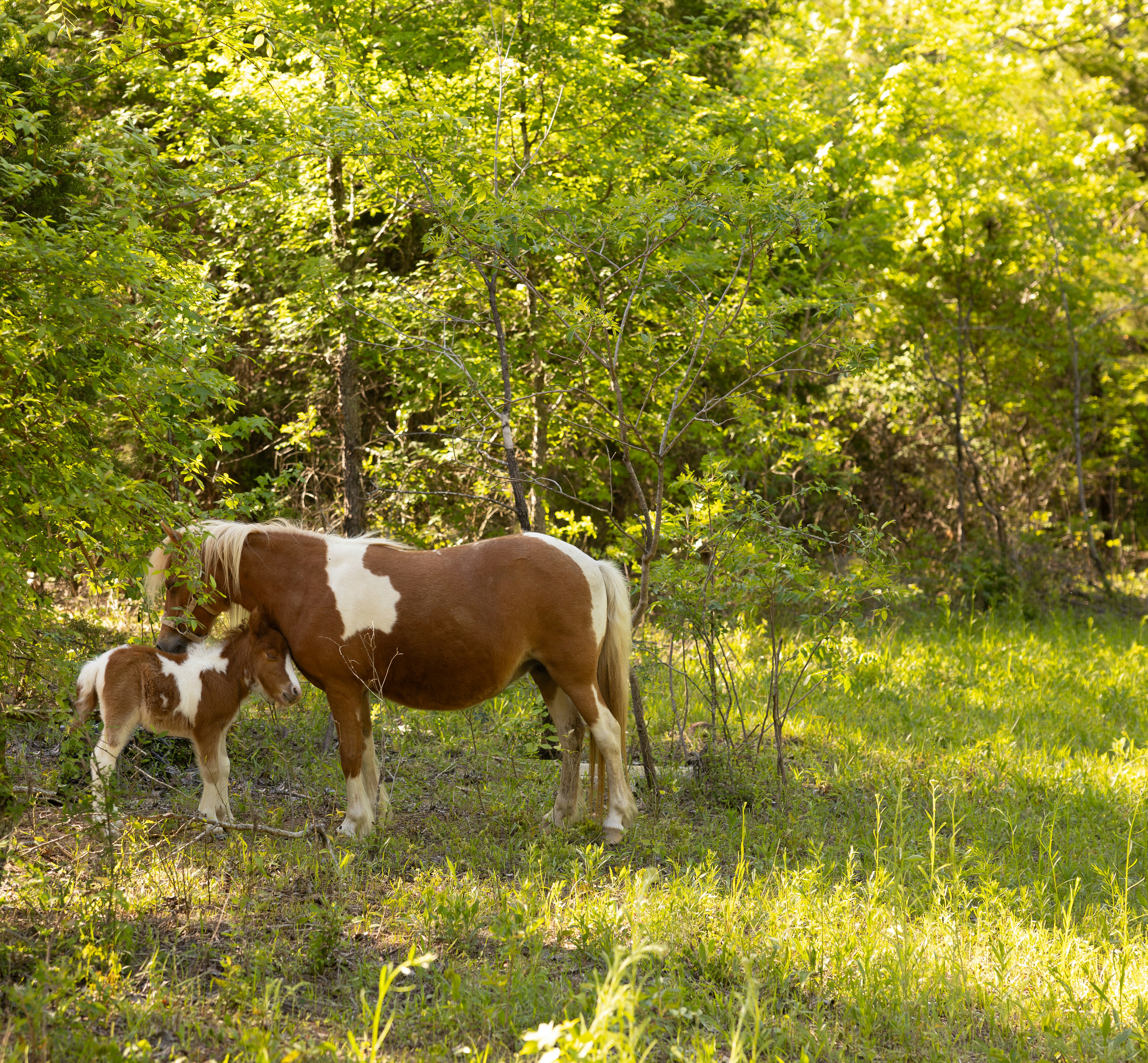Prancing Pals: Miniature Horses (image credits: unsplash)
