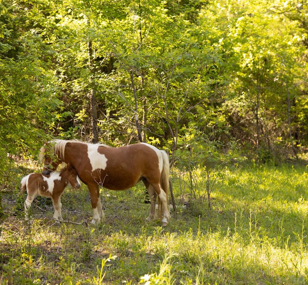 a brown and white horse standing next to a brown and white horse