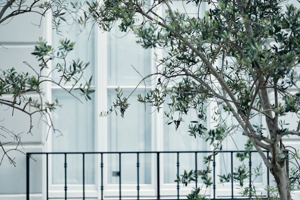 a tree in front of a building with a balcony