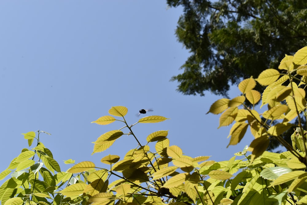 a bird is sitting on a branch of a tree